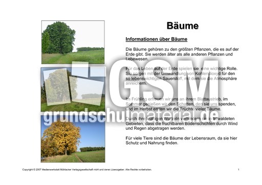 Bäume-Lesetext-1.pdf